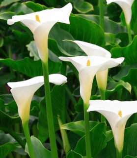 Zantedeschia aethiopia